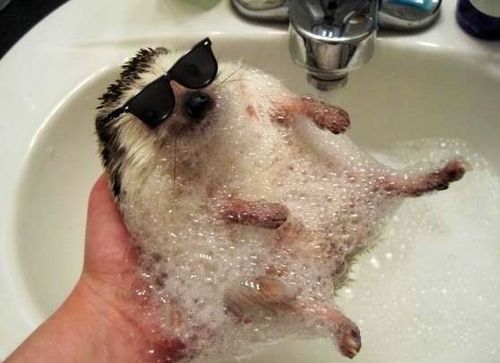 Hedgehog wearing sunglasses lying on its back in a soapy bath, held in a hand over a sink
