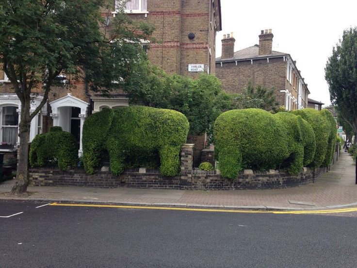 Hedges clipped into the shapes of elephants outside a brick terraced house on a London street corner