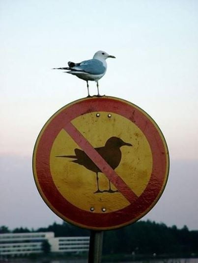 Seagull standing on top of a round no-birds sign showing a crossed-out gull