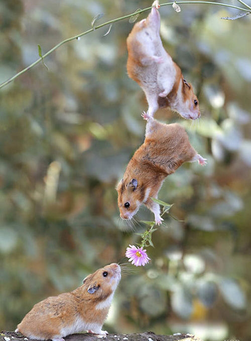 Three hamsters in a chain, two hanging from a stem to pass a pink flower down to the one below