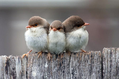 Three fluffy fledgling birds huddled together on a weathered wooden fence post