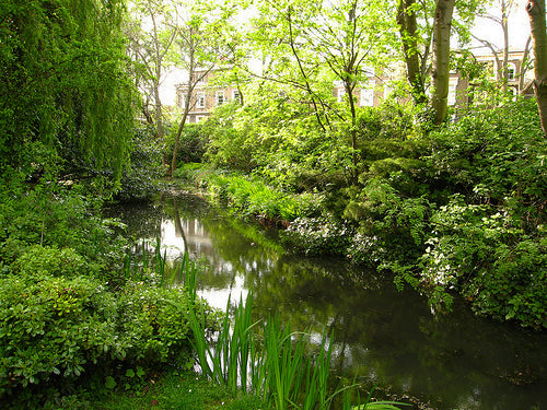 New River Walk in Islington, a still green stream lined with trees, reeds and dense shrubs