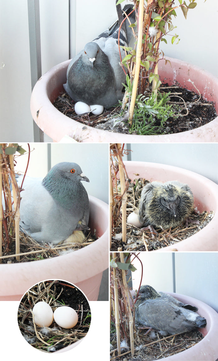 Pigeon nesting on two white eggs in a balcony plant pot, with the growing chicks in later shots