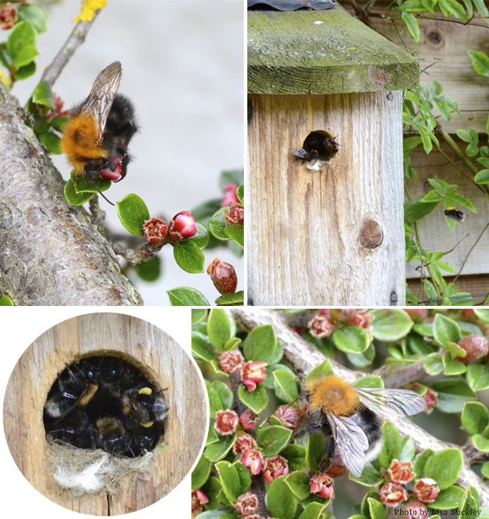Tree bumblebees feeding on cotoneaster flowers and nesting in a wooden bird box in a Suffolk garden