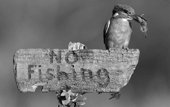 Black and white photo of a kingfisher with a fish in its beak, perched on a No Fishing sign