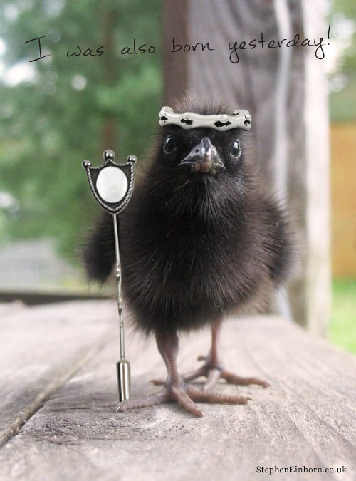 Fledgling crow wearing a tiny bone crown beside a silver stick pin, captioned I was also born yesterday