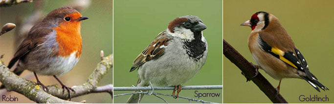 Robin, sparrow and goldfinch perched on branches and wire, each labelled with its name