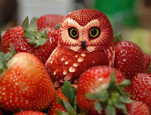 Strawberry carved into an owl with a speckled face and large eyes, surrounded by whole strawberries