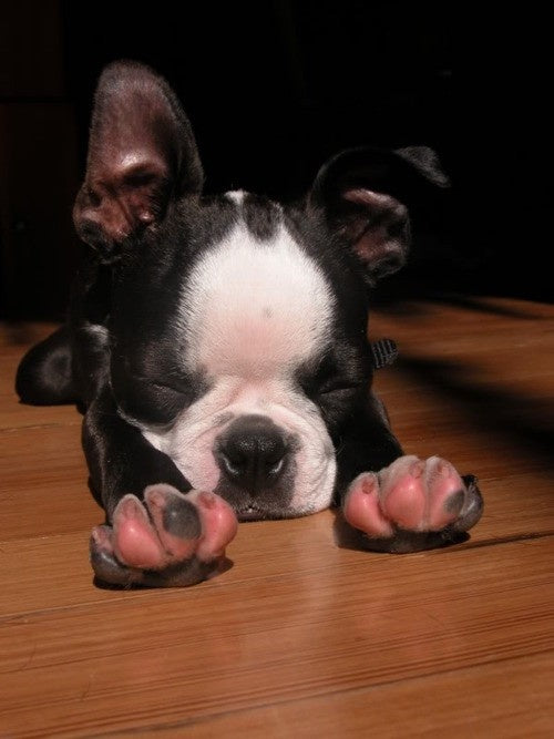 Black and white Boston terrier puppy stretching out with its eyes closed on a wooden floor
